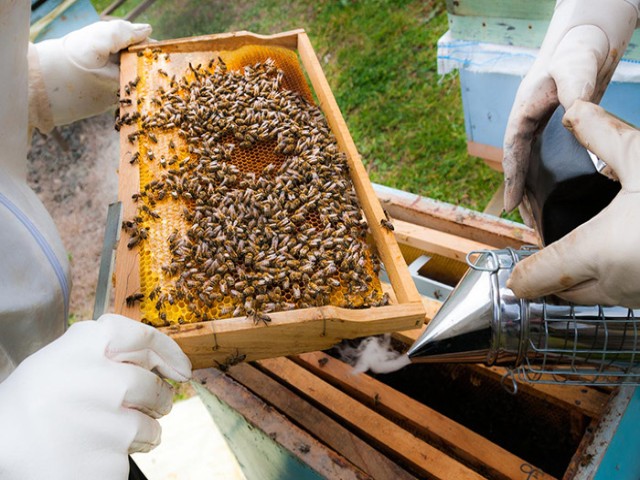Türkiye’nin yıllık bal üretimi 95 bin tona ulaştı
