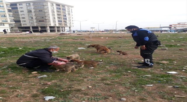 Kızıltepe’de sokak hayvanlarına yiyecek desteği