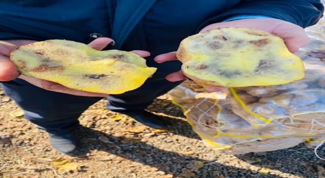 Şanlıurfa’da 20 ton çürümüş patates imha edildi 