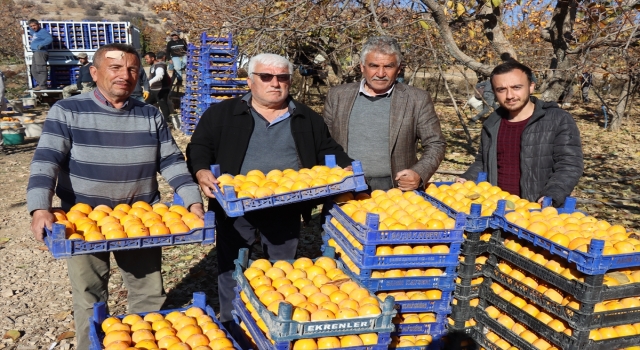 Adıyaman’da Trabzon hurmasında 8 bin ton rekolte bekleniyor