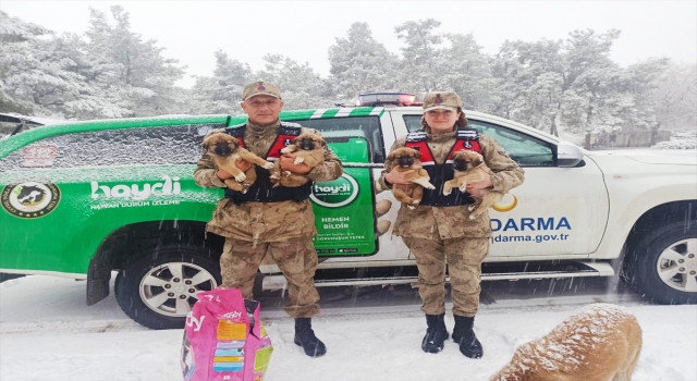 Kilis’te sokak hayvanlarına yiyecek bırakıldı