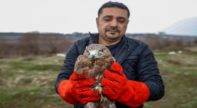 Diyarbakır’da tedavi edilen şahinler, Hevsel Bahçeleri’nde doğaya salındı