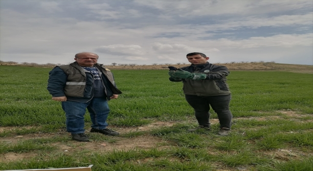 Siirt’te yaralı kuzgun tedavisinin ardından doğaya bırakıldı