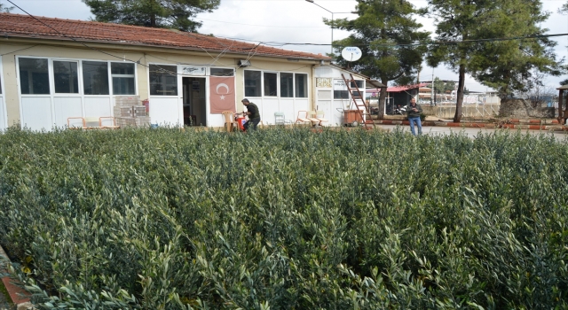 İslahiye’de zeytin fidesi dağıtılıyor