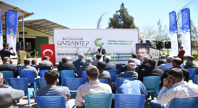 Araban’da çiftçilere zeytin ve badem fidanı dağıtıldı