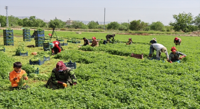 Kilis’te tarım işçileri 1 Mayıs’ı tarlada çalışarak geçirdi