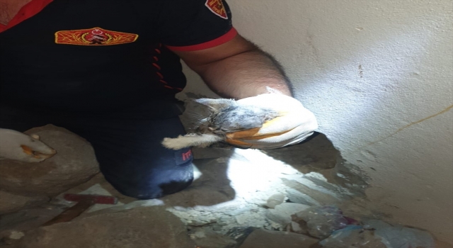 Kilis’te su borusuna sıkışan 4 kedi yavrusunu itfaiye kurtardı