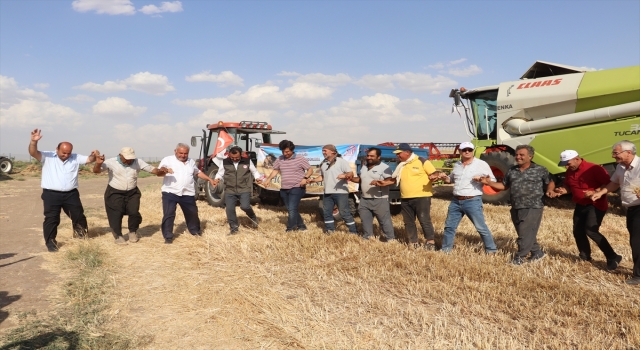 Garzan Ovası’nda buğday hasadı halaylarla başladı 