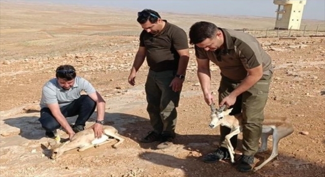 Şanlıurfa’da izinsiz ceylan besleyen kişi hakkında idari işlem yapıldı