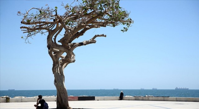 Mersin sahilinin "simge ağacı"na matkapla zarar veren 3 kişi adliyede