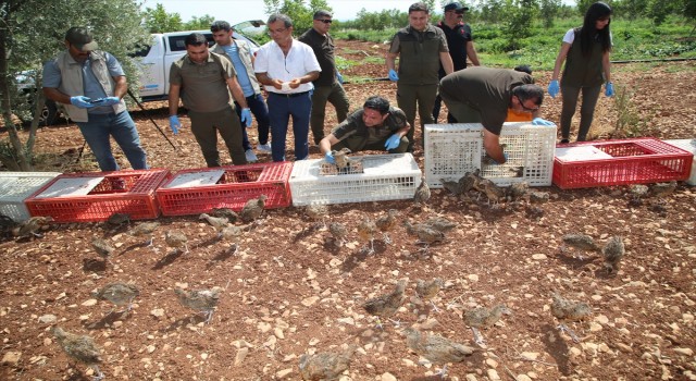 Şanlıurfa'da Biyoçeşitliliğin Artması İçin Doğaya 250 Sülün Salındı !