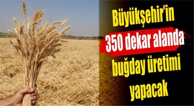 Büyükşehir’den  buğday hasadı