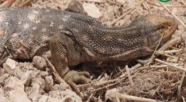 Şanlıurfa’da tedavisi tamamlanan çöl varanı doğaya salındı