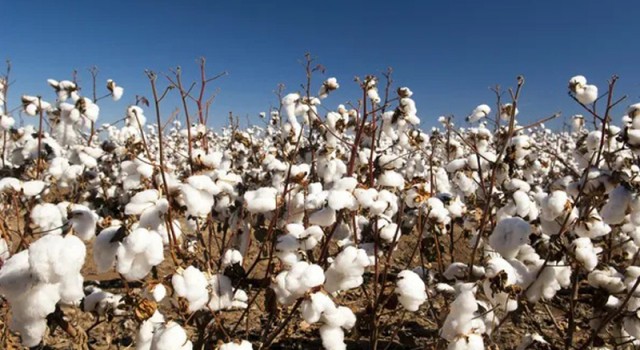 Urfa’da pamuğun fiyatı açıklandı