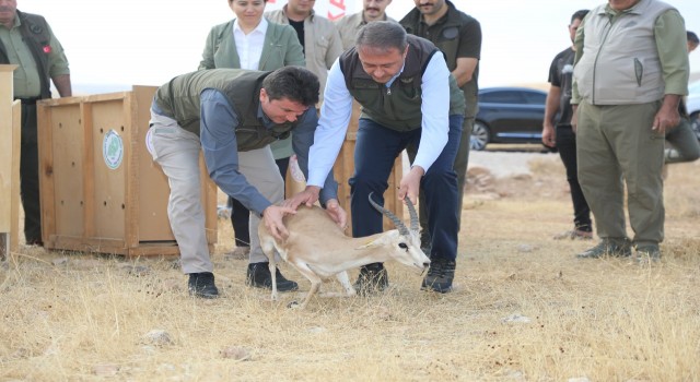 Vali Şıldak: Urfa ceylanı ülkemizdeki nadide türlerden biri