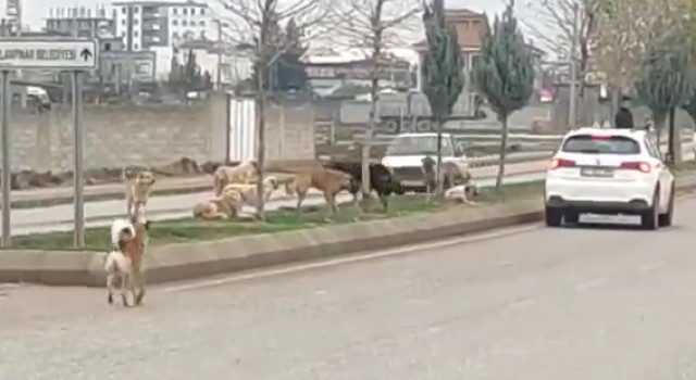 Ceylanpınar’da başıboş köpeklerin tedirgin eden görüntüsü