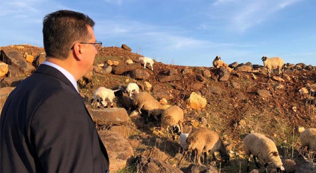 Şanlıurfa’da ’Suruç koyunu’ koruma altına alındı