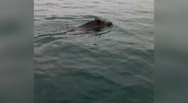 Fırat Nehri’nde yüzen domuz görüntülendi