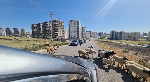 Bayram yaklaşıyor! Şanlıurfa’da kent merkezinde küçükbaşların sayısı arttı