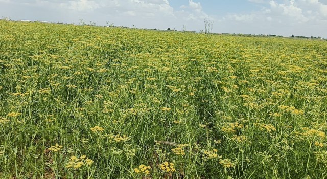 Harran’da rezene ekimi yapıldı