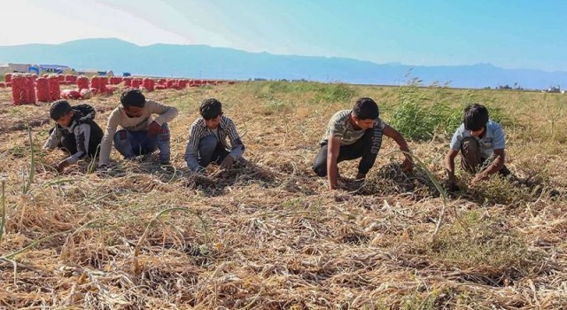 Hatay’daki Urfalı tarım işçisi çocuktan acı haber