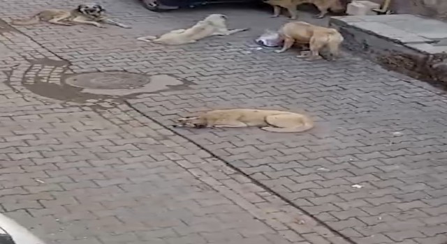 Şanlıurfa’da başıboş köpekler tehlike saçıyor