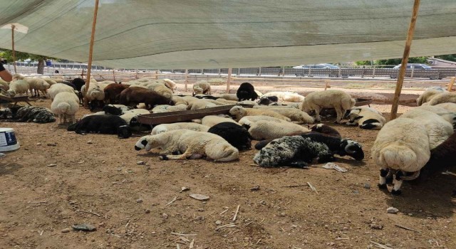 Şanlıurfa’da kurban pazarları nereye kurulacak?