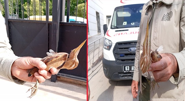 Şanlıurfa’da sağlık ekiplerinin bulduğu balaban kuşu tedaviye alındı