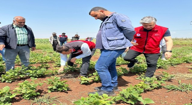 Şanlıurfa’da şeker fasulyesinin ilk defa ekimi yapıldı