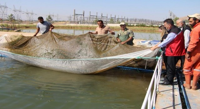 Şanlıurfa’da üretilen balıklar Türkiye’nin dört bir yanına gönderiliyor