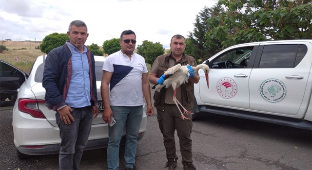 Şanlıurfa’da yaralı leylek bulundu: Tedavi altında!