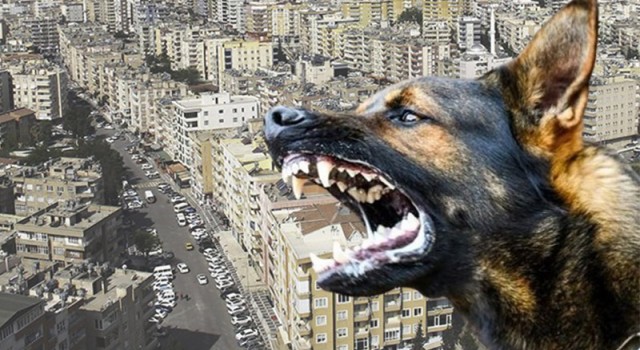 Suruç’ta başıboş köpek saldırısı: 1 keçi telef, 3 hayvan yaralı!