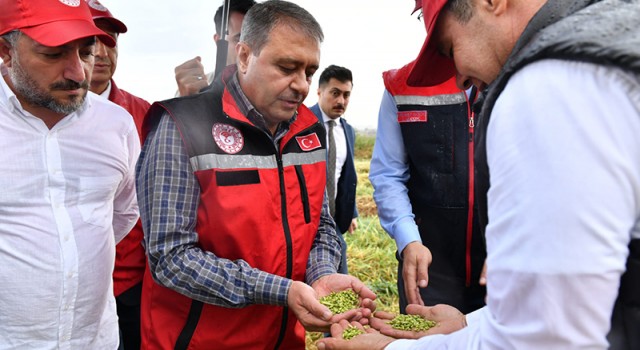 Vali Şıldak firik hasadına katıldı