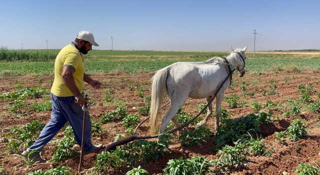 Fiyatlar arttı: Şanlıurfa’da çiftçi geleneksel yönteme döndü!