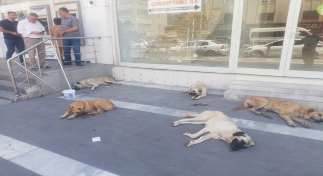 Şanlıurfa’da başı boş köpekler kaldırımları işgal etti