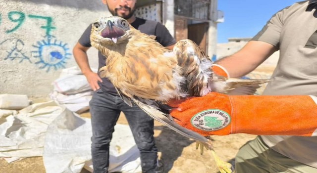 Şanlıurfa’da yaralı kartal tedaviye alındı