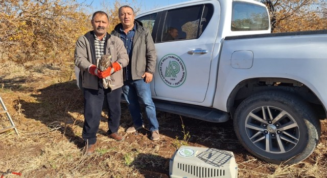 Şanlıurfa’da yaralı atmaca kurtarıldı