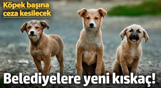 Belediyelere yeni kıskaç! Köpek başına ceza kesilecek