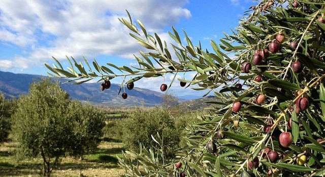 "Şanlıurfa'nın Ekonomik Dönüşümü İçin Büyük Proje Önerisi: 63 Milyon Zeytin Fidanı"