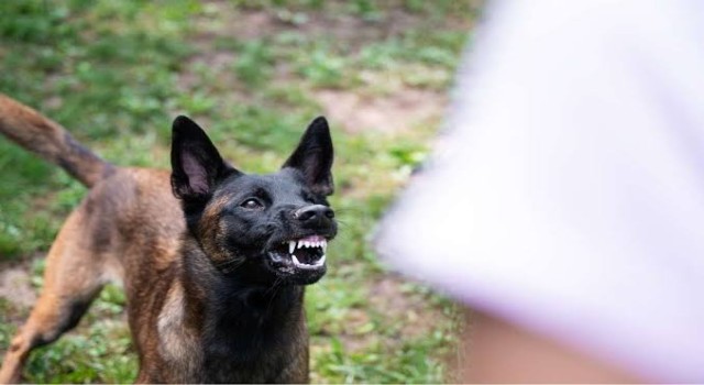 Şanlıurfa'nın Siverek İlçesinde Sahipsiz Köpek Saldırısı Sonrası Kuduz Tespiti, İki Mahalle Karantinaya Alındı