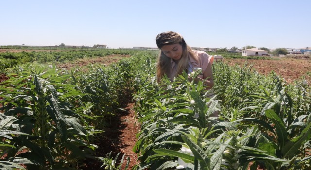 Urfa Susamı Yeniden Toprakla Buluşuyor: Büyükşehir Belediyesi’nden Tarıma Can Veren Proje