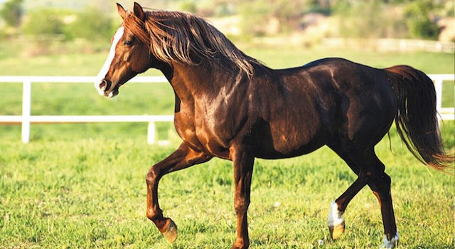 TİGEM’in İhaleye Çıkardığı İki Tay Satıldı