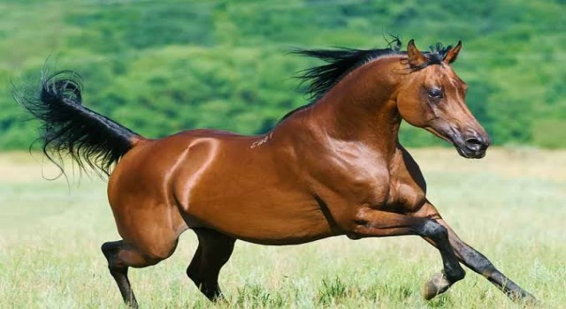 TİGEM 14 Safkan Arap Kısrağını Satışa Çıkarıyor!