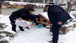 Yenişehir Belediyesinden sokak hayvanlarına destek 