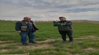 Siirt’te yaralı kuzgun tedavisinin ardından doğaya bırakıldı