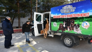 Öğrenciler eğitimli köpek ”Fox” ile hem eğleniyor hem bilinçleniyor