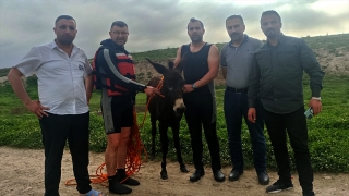 Dicle Nehri’nde mahsur kalan eşek kurtarıldı