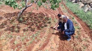 Kilis’te dolu tarım alanlarına zarar verdi