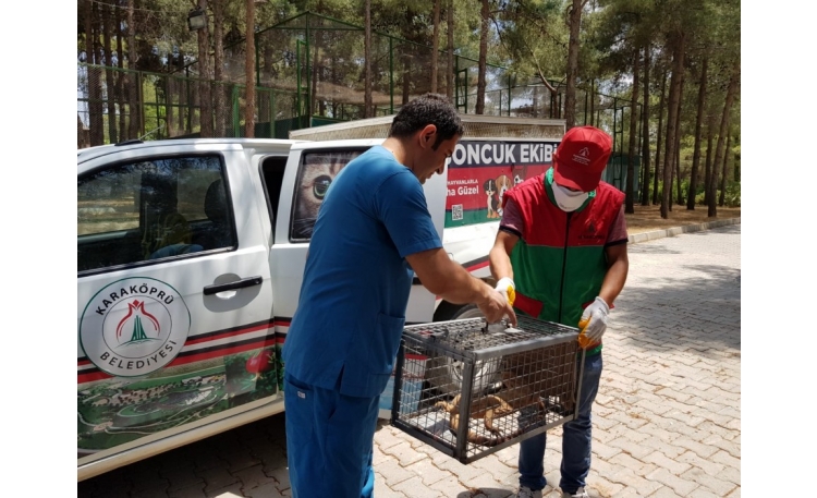 Şanlıurfa'da çöl varanı bulundu