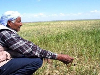 Çiftçi kıskaçta, Urfa tarımı çıkmazda…